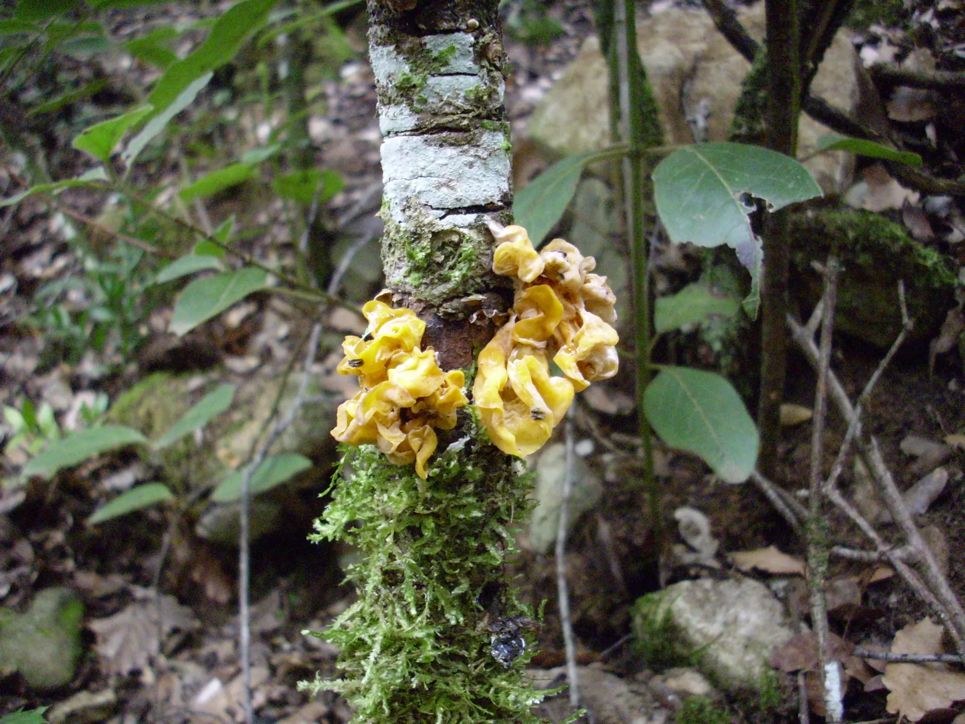 Tremella mesenterica - 1